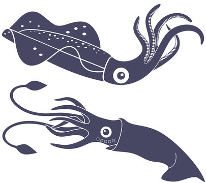 Squid