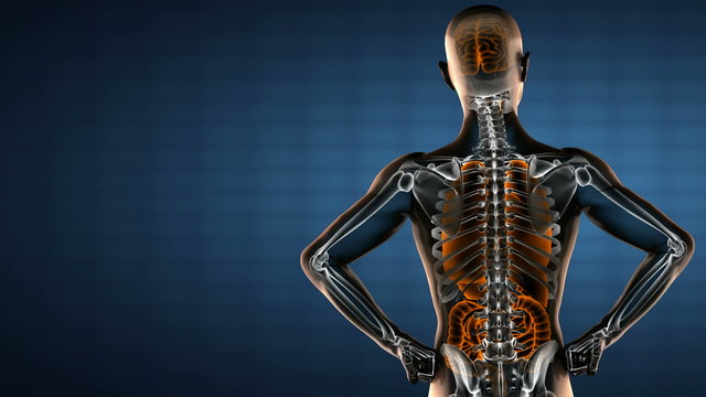 human entrails radiography scan 