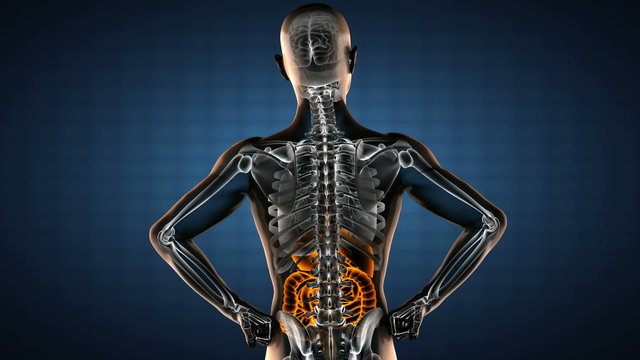human entrails radiography scan 
