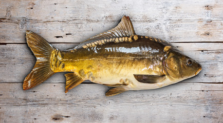 Common carp