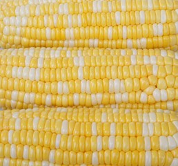 corn, bicolor