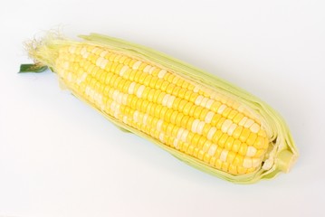 corn, bicolor