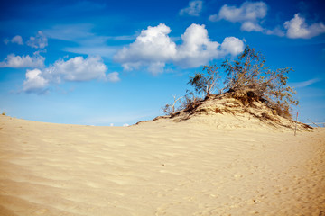 Sand And Tree