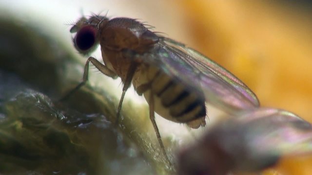 Housefly musca macro