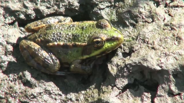 small green frog sitting on rock