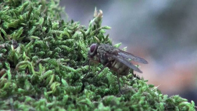 head horsefly macro