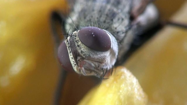 head horsefly macro
