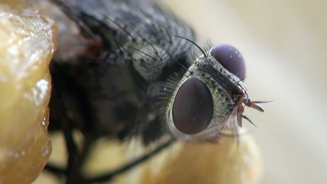 head horsefly macro