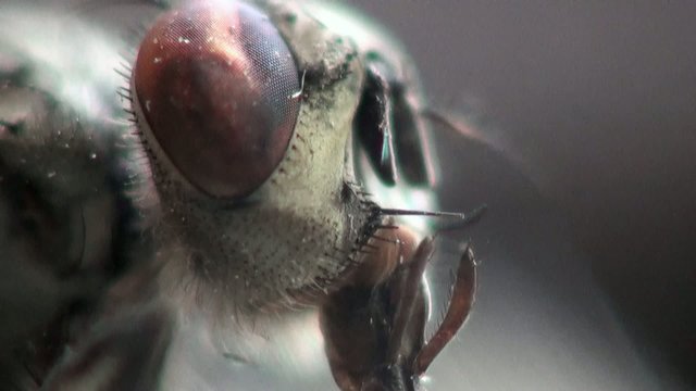 head horsefly macro