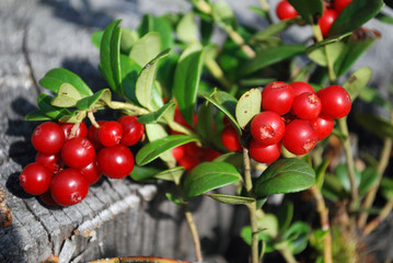 The ripe berries of cowberries.