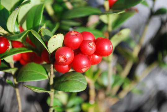 The ripe berries of cowberries.