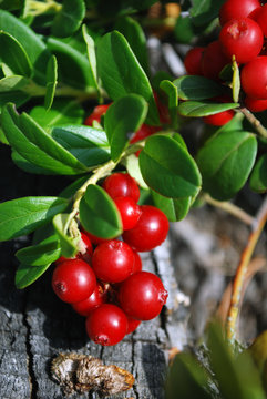 The ripe berries of cowberries.