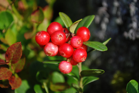 The ripe berries of cowberries.