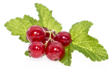 Isolated Red Currants