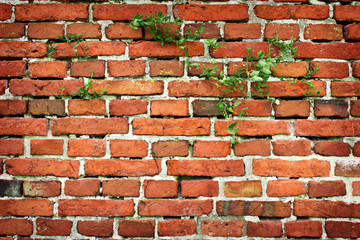old brick wall growing grass