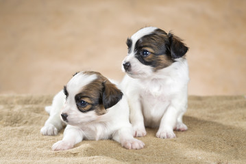 Two cute little puppy Papillon on a beige background