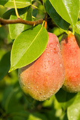 Red Pears on a background of green foliage.