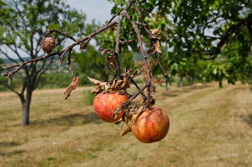 Rotting apples on a branch.Apple orchard in autumn.