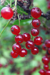 A branch of the ripe berries of a red currant.