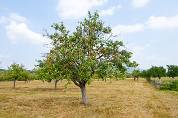 Apple tree full of ripe organic apples ready to be harvested