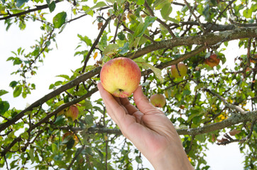 Hand picking an apple from the tree.Eating healthy fresh fruit