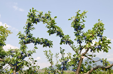Branches of a plum tree full of ripe organic blue plums.