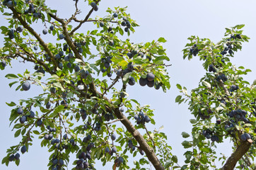 Branches of a plum tree full of ripe organic blue plums.