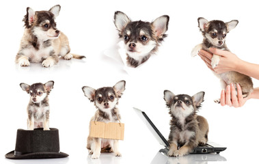 set of Chihuahua puppy.  Cute purebred chihuahua in front of whi