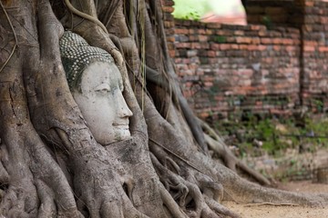 Fototapeta na wymiar Buddha head in roots