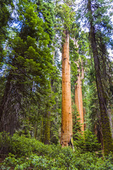 Fototapeta premium tall and big sequoias in beautiful sequoia national park