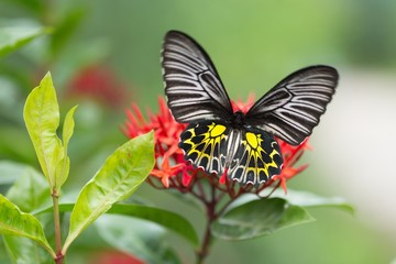 Golden birdwing butterfly