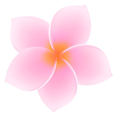 Tropical Pink Plumeria / Frangipani. Asian flower. Summer symbol