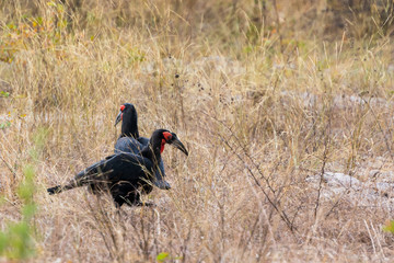 Southern Ground Hornbills
