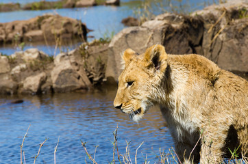 Lion cub near the Zambezi River