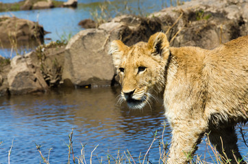 Lion cub near the Zambezi River