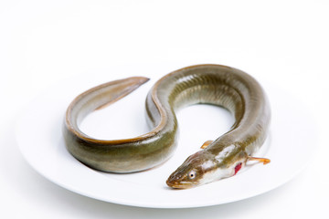 Is Eel Halal Or Haram?