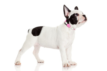 French bulldog puppy.