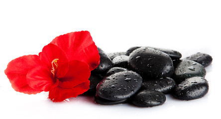 Spa stones and  red flower  isolated on white.  aromatherapy con