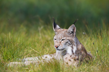 Naklejka na ściany i meble Lynx laying in the grass