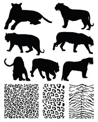 Silhouettes  of tigers and illustration of skins, vector