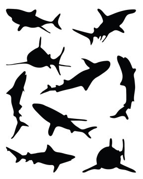 Sharks silhouette-vector illustration