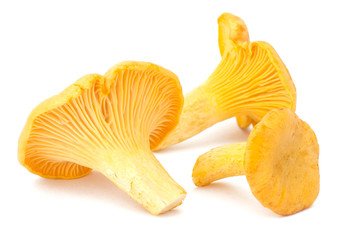 Yellow chanterelle isolated on white background © EM Art