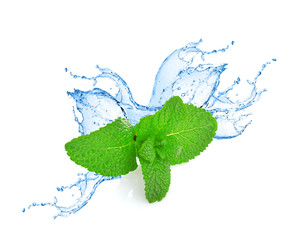 Mint leafs water splash