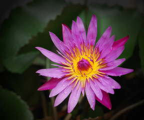 pink lotus flowers on dark green leaves with fresh water dew