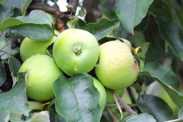 Green apples on a branch of apple-tree
