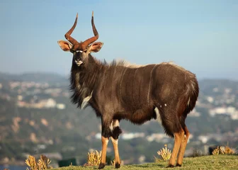 Gordijnen Nyala African Buck © jacojvr