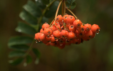 Vogelbeeren