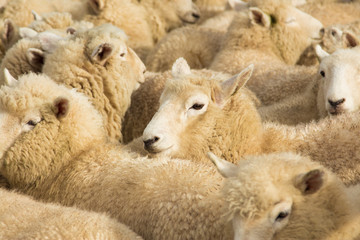 New Zealnad Lambs