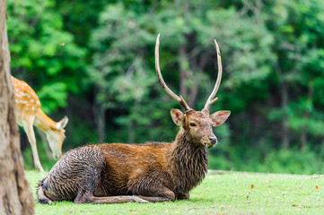 Chital deer , Spotted deer , Axis deer on raining day