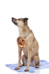 Oktoberfest - Bayrischer Mischlingshund mit Brezn - bavarian Dog
